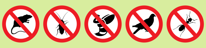 Kártevőirtás, rágcsálóirtás, rovarirtás, darázsirtás Nagykanizsán, Zala és Somogy megyében Kártevőirtás, rágcsálóirtás, rovarirtás, darázsirtás Nagykanizsán, Zala és Somogy megyében